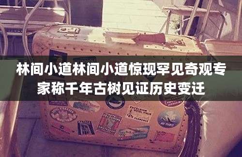 林间小道林间小道惊现罕见奇观专家称千年古树见证历史变迁