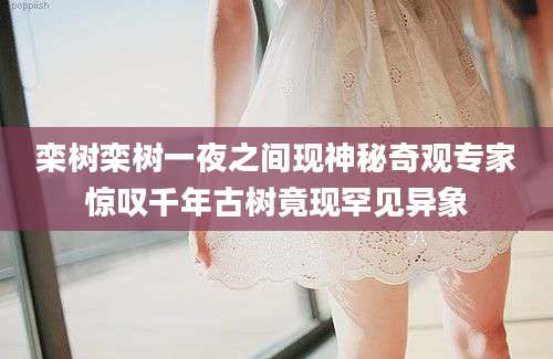 栾树栾树一夜之间现神秘奇观专家惊叹千年古树竟现罕见异象